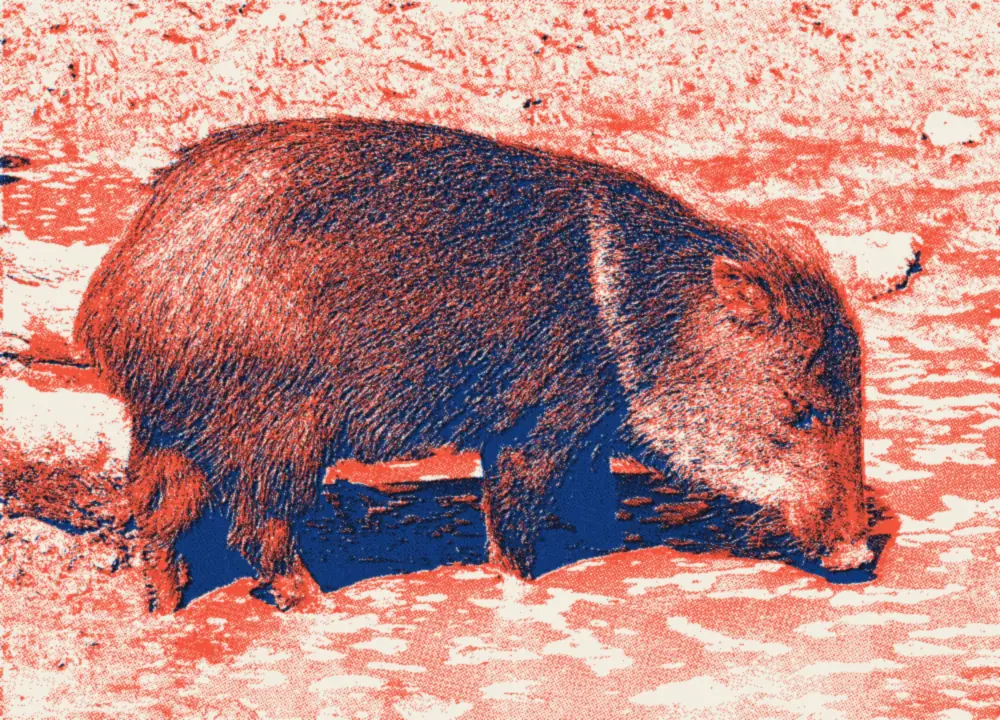 Un pécari à collier, l'animal qu'on appelle « javelina » dans le sud-ouest des États-Unis